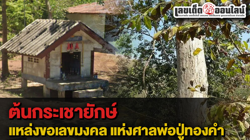 รูปภาพต้นกระเชาแห่งศาลพ่อปู่ทองคำของ lekdedonline