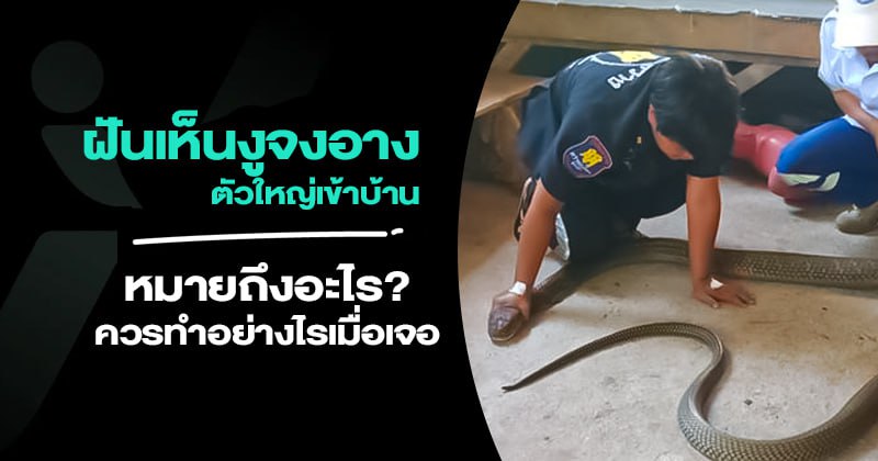 ฝันเห็นงูจงอางตัวใหญ่เข้าบ้าน